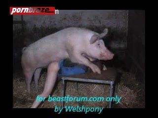 Emerald recommendet with pigs girls having sex