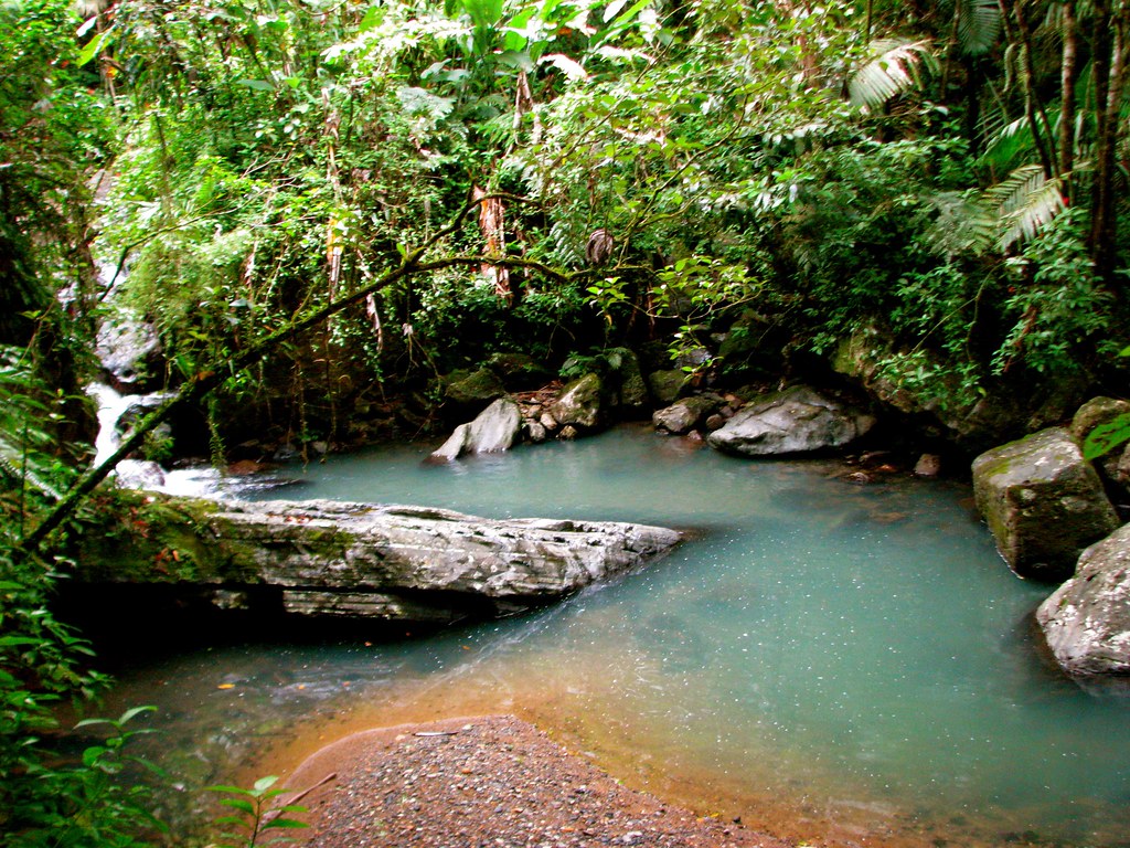V-Mort reccomend public yunque rainforest