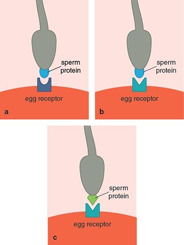 Clinic reccomend sperm egg