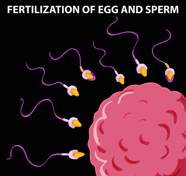 best of Egg sperm