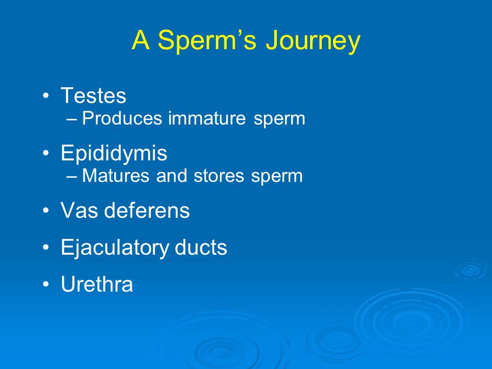 Daffodil reccomend Mature sperm and immature sperm