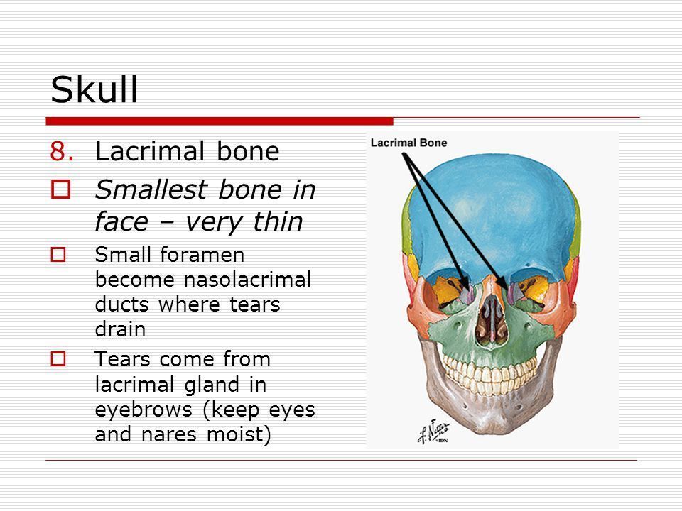 best of The Anatomy bones of facial