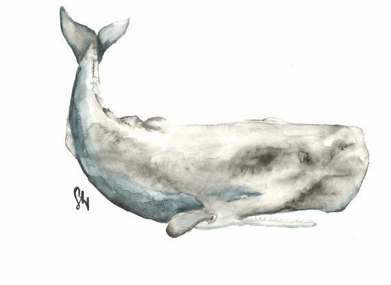 Glitzy reccomend Cildrens drawing a sperm whale