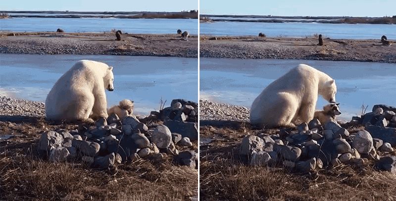 Polar bear bikinis jump