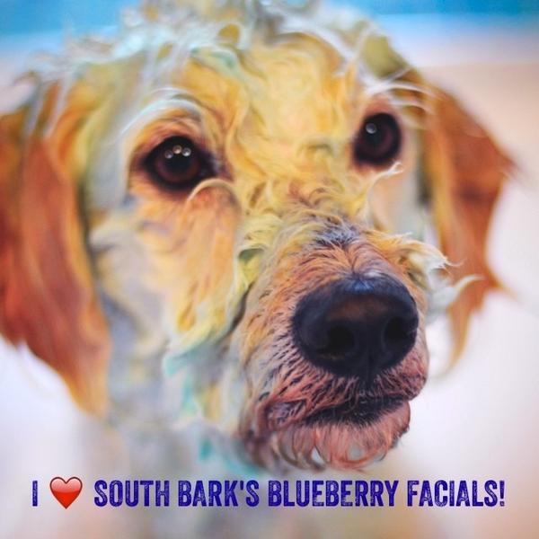 South bark blueberry facial retailers