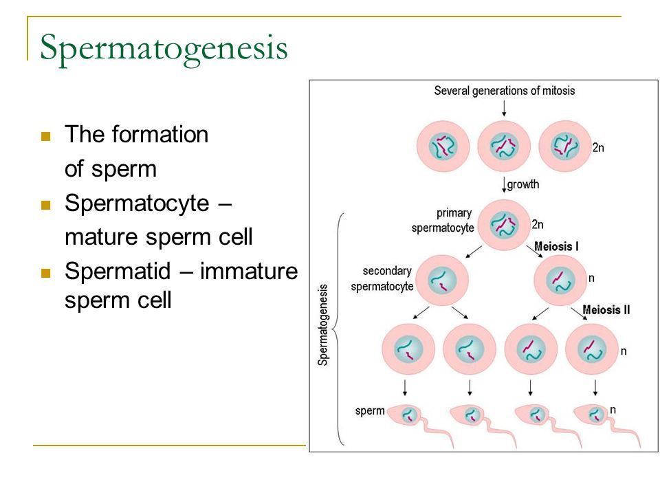Mature sperm and immature sperm