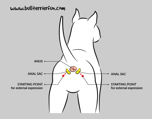 Yardwork recommendet anal glands Beagle