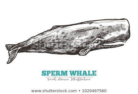 Thunderhead reccomend Draw sperm whale