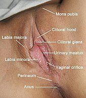 best of Organ birth sex Abnormal at