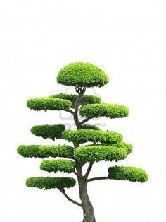 best of Trees Asian ornamental