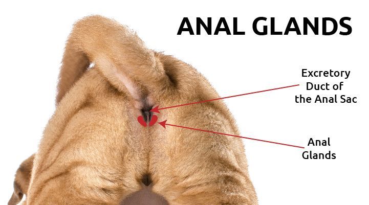 best of Anal glands Beagle