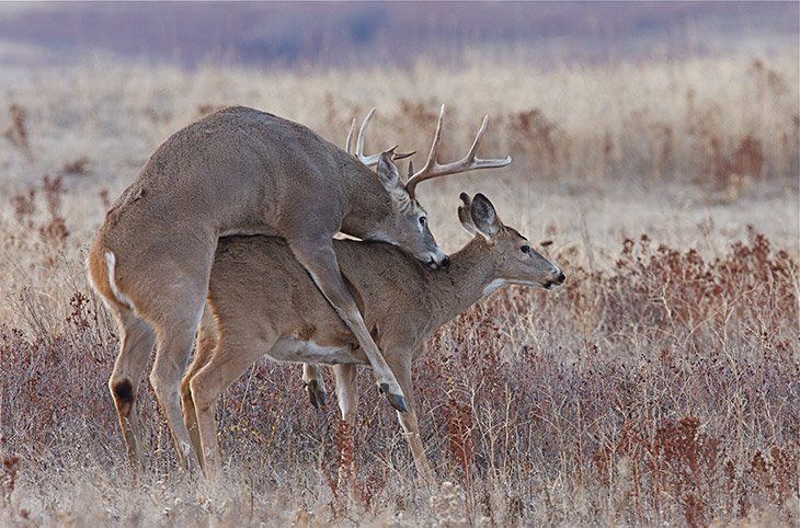 Deer hunting sex stories
