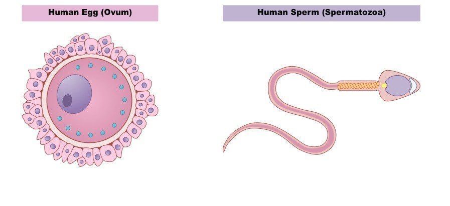 Mature sperm and immature sperm
