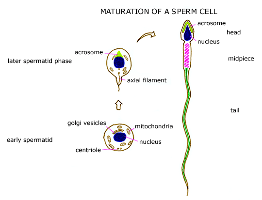 Subzero reccomend Mature sperm and immature sperm