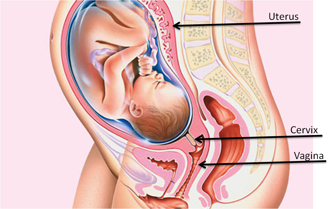 Pregnant woman anatomy NEW compilation website
